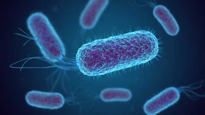 Flesh-eating bacteria on the rise in Florida, CDC says; Deaths traced back to contaminated oysters