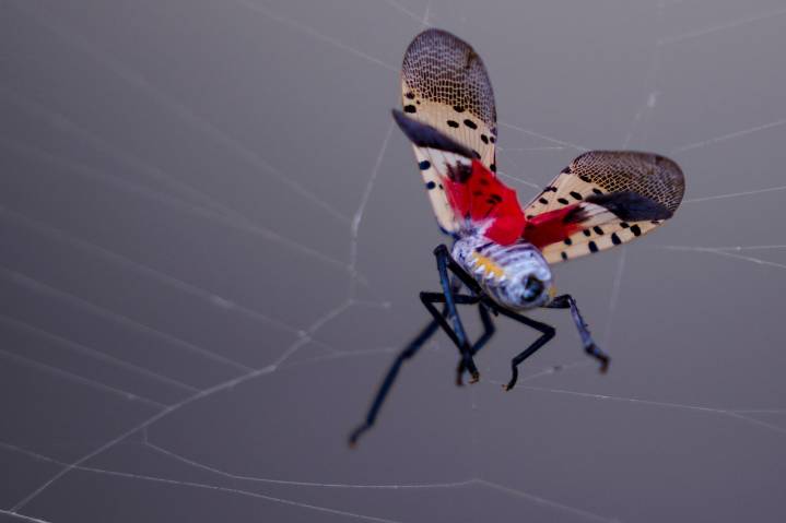 What to know about the spotted lanternfly seen in 9 Mass. counties