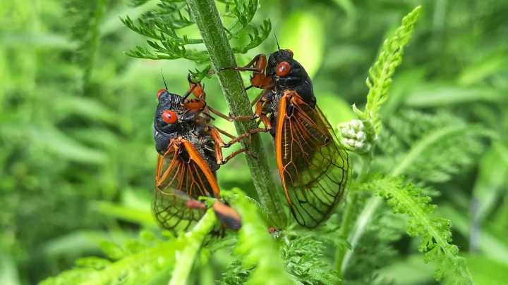 Dog day cicadas are buzzing in Michigan. How they differ from periodic broods