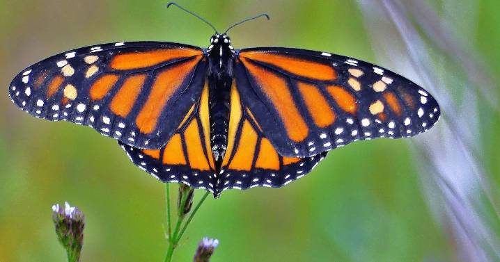 Butterflies abound in Georgia, even on a dreary day