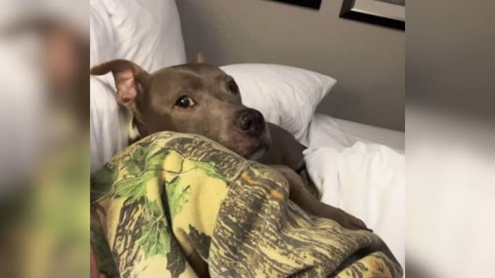 Dog Spent Shocking 11 Years At Louisiana Shelter, Waiting For Someone To Give Her A Chance
