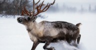 Rudolph and all of the other reindeer are probably dying from climate change