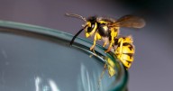 The 28p hack to keep wasps away from your dining space