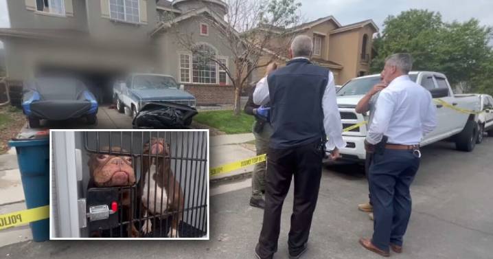 3 children, more than 30 pets rescued from 'deplorable conditions' in Commerce City home, police say