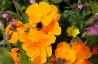 Chaos Gardening – Wild Beauty, Or Just A Mess?  A Sustainable Landscape Specialist Explains The Trend
