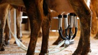 New Smyrna Beach farm identified as source of raw milk that sickened 21