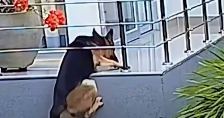 Video captó momento en que perro se aferra con sus patas y evita caer de balcón