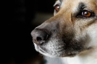 45 Cats and Dogs Rescued from Suspected Animal Shelter President's Home amid Cruelty Investigation