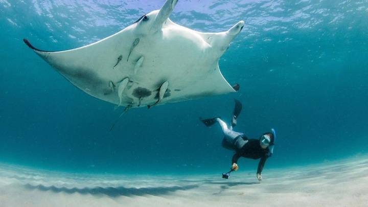 Descubren una nueva especie de mantarraya en el Atlántico, la tercera del mundo