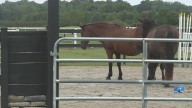 Equine therapy provides 'purpose' for heroes dealing with trauma