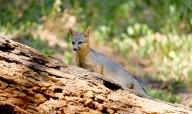 Orphaned baby foxes released after receiving care in California wildlife facility