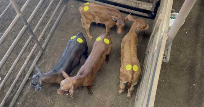 Texas cattle industry sees record calf prices amid supply challenges