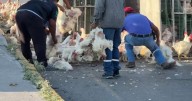 ¡Pollitos en fuga! Pobladores roban gallinas de tráiler volcado