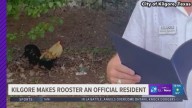 City of Kilgore makes rooster an official resident after recent 'bird