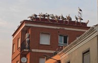 Decenas de cigüeñas blancas 'descansan' esta semana en la localidad de Mora