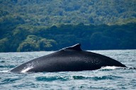 Comunidad del Pacífico impulsa avistamiento responsable de ballenas