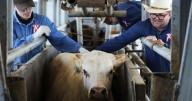 The US plans to build a $750M fly factory in Texas to stop a flesh