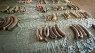 Aduana en Rusia detiene contrabando de casi una tonelada de colmillos de mamut