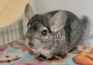 Meet cutest ever CT pets who need new home. We bet you agree
