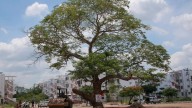 El avance urbano de Culiacán acaba con la sombra y sube las temperaturas de la ciudad
