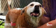 WBRC Connecting Causes: National Dog Month: Underdog Rescue of Alabama