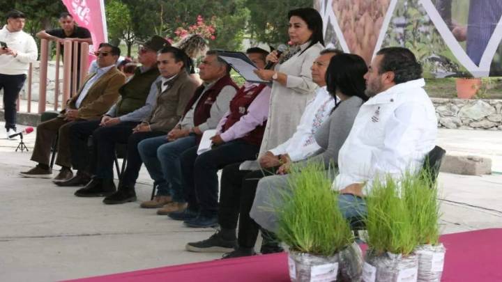 Municipios de Hidalgo recibirán más de 350 mil plantas para reforestar