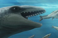 This prehistoric whale had razor teeth, bulging eyes and a face only evolution could love