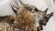 Rabbits with 'horns' in Colorado are being called 'Frankenstein bunnies.' Here's why