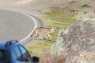 6-year-old boy attacked by coyote at California softball field