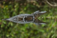 The alligator pear is more commonly known as what? Country Life's Quiz of the Day, August 19, 2025