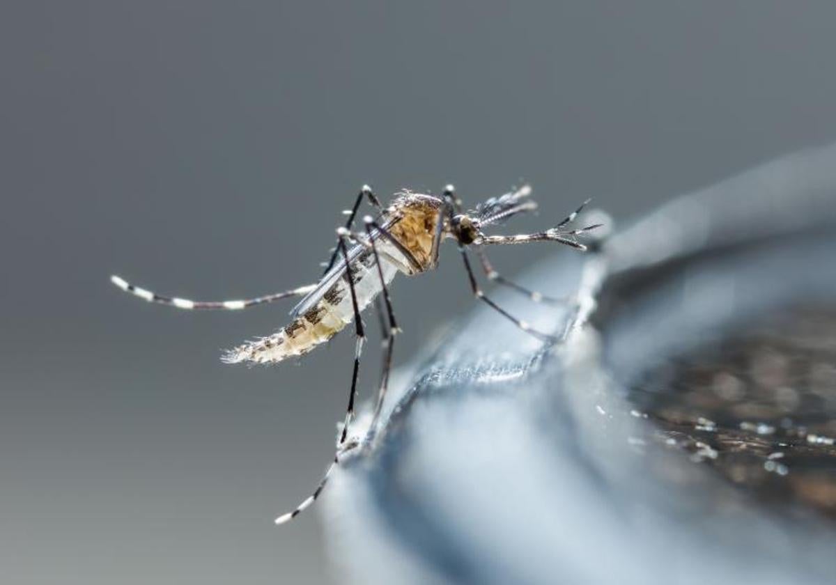 Virus chikungunya: causas, síntomas y tratamiento
