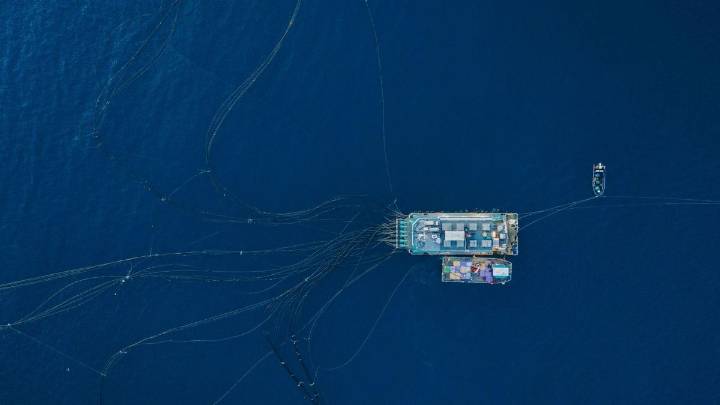 Cómo ayuda la acuicultura valenciana a garantizar la presencia de pescado en los supermercados