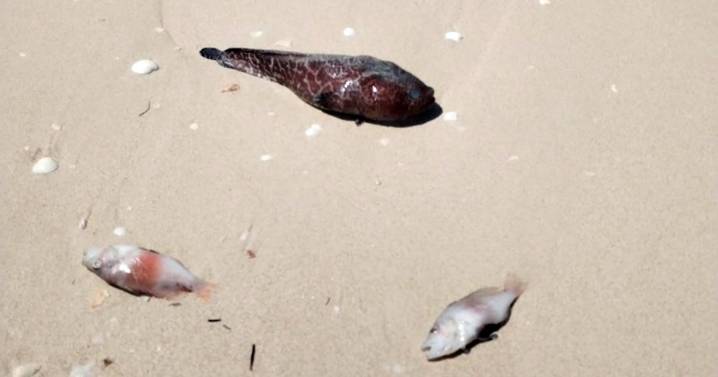 Alertan por marea roja en región costera de Progreso a Celestún; ‘la gente tiene miedo de comer mariscos’