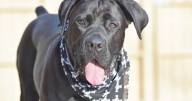 If You Do These 7 Things, Your Cane Corso Is Secretly Judging You