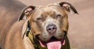 Dog seized after man and woman suffer 'nasty injuries' in suspected Nottinghamshire XL Bully attack