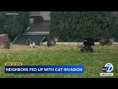 Neighbors say they're fed up with 'zombie' cat invasion