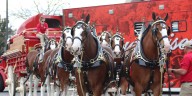 Budweiser Clydesdales visit Sturgeon Bay