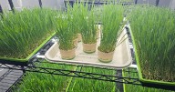 Discover microgreens: Clarion hosts farm tour and tasting event