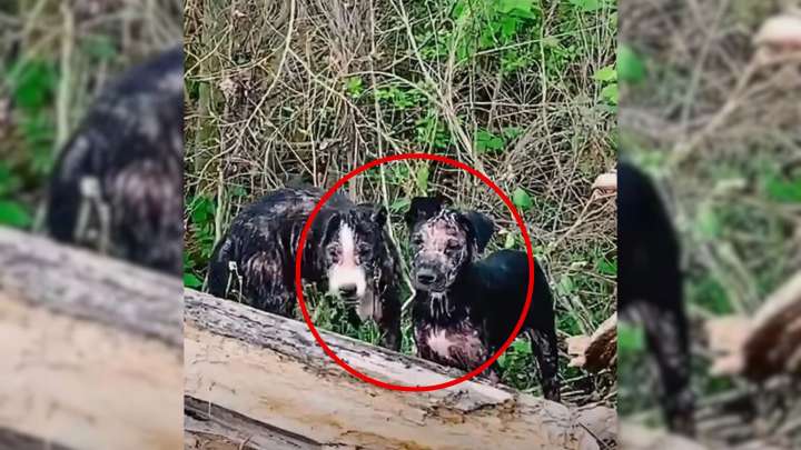 Man Walking Through Texas Forest Spots Eyes In The Shadows, Stunned To Discover Who Was Hiding There