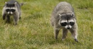 Raccoon tests positive for rabies in Jarrettsville