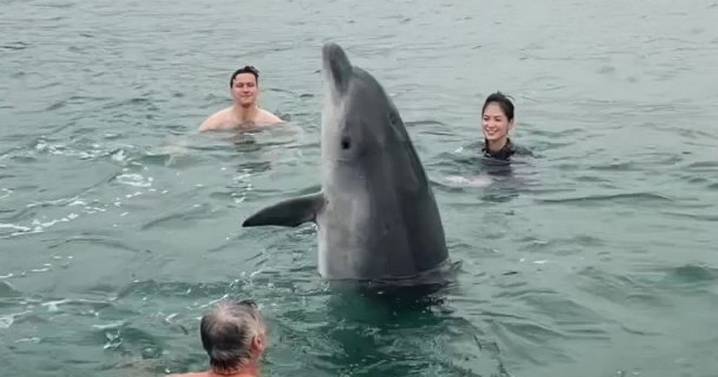 Fears grow for dolphin who joined family's swim off UK coast and asked for cuddles