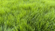 How To Mow Extra Long Grass Without Damaging Your Lawn Or Mower