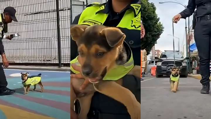 Video | Perrito Aquiles Pasó de Ser Maltratado a Integrarse a la Policía Capitalina