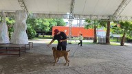Perros policía ayudarían en labores de seguridad en Cuautla, señala adiestrador