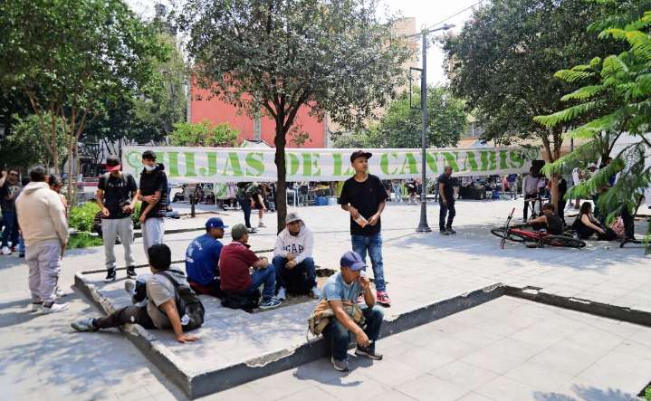 Definirán la próxima semana ubicación de punto cannábico