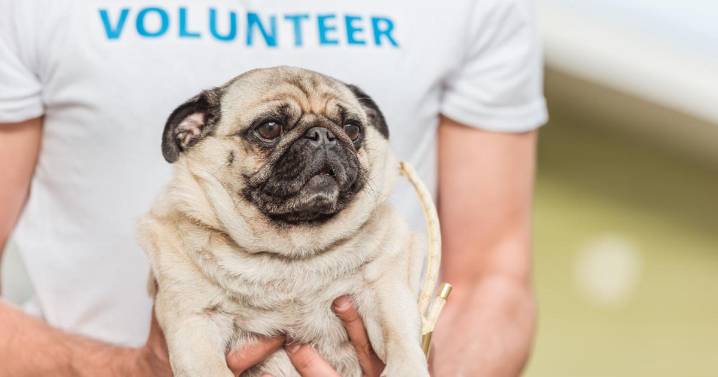 Canine Corner | Eight ways you can help to change the lives of pets