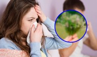 Ni la menta ni el eucalipto: Esta es la mejor hierba medicinal que sirve para curar la gripo y el dolor de garganta