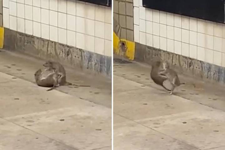 Acrobatic ninja rats caught on subway platform