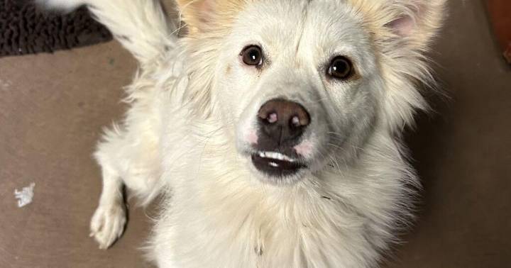 HCH Pet of the Week: Ned