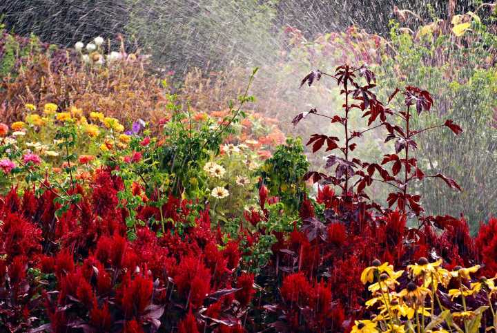 The City Gardener: Goldilocks days